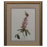 GREAT CAROLINA WREN BY JOHN J AUDUBON