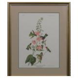 COLOMBIAN HUMMINGBIRD BY JOHN J AUDUBON