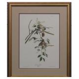 CAROLINA TITMOUSE BY JOHN J AUDUBON