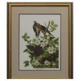 CAROLINA PIGEON BY JOHN J AUDUBON