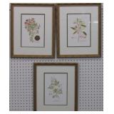 SET OF 3 BOTANICALS