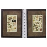 SET OF 2 ANTIQUE SEA SHELLS