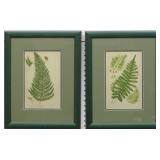 SET OF 2 FERNS