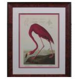 PINK FLAMINGO GICLEE BY JOHN J AUDUBON