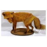 Fox Taxidermy - 28 x 18 x 10