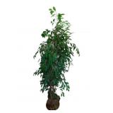 Faux Tree - 76" tall