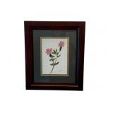 Framed Watercolor, signed - 13 x 11