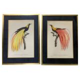Pair Framed Bird Prints 30 x 22