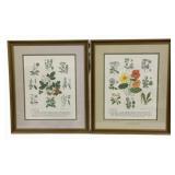 2 Framed Prints - 17 x 20.5