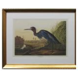 Blue Crane by John J. Audubon