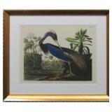 Louisiana Heron by John J. Audubon
