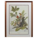 American Robin Giclï¿½e by John J. Audubon
