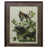 Carolina Pigeon by John J. Audubon