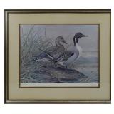 "Twilight Duo Pintails" Signed Framed Print