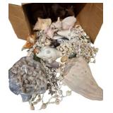 Box Lot of Seashells