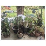Group lot of plants in planters