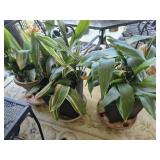 Group household plants in planters