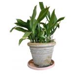 Planter w/ Roller Stand - 13 x 16