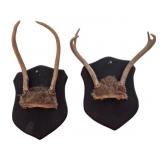 Pr Antique Mounted Deer Antlers on Plaques 13