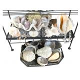 Group Lot of Seashells