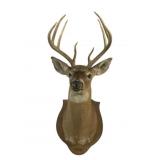 Taxidermy Deer Head Shoulder Mount