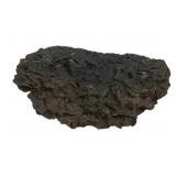 Fossilized Rock - 8 x 6