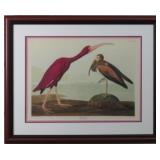 Scarlet Ibis by John J Audubon
