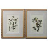 Set of 2 Antique Audubons