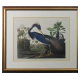 Louisiana Heron by John J Audubon