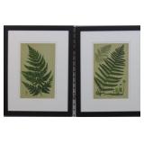 Set of 2 Ferns