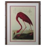 American Flamingo by John J Audubon