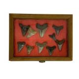 Glass Display Case w/ Shark Teeth - 12 x 9