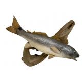 Taxidermy Fish on Driftwood - 26 x 24