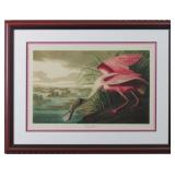 Roseate Spoonbill by John J Audubon
