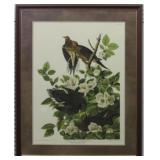 Carolina Pigeon Giclee by John J Audubon