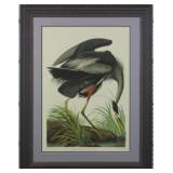 Great Blue Heron by John J Audubon