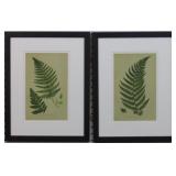 Set of 2 Ferns