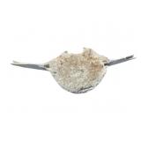 Old Vertebrae Bone 8"x28"x9"