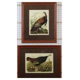 Hen and Young/ Wild Turkey by John J. Audubon