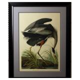 Great Blue Heron by John J. Audubon