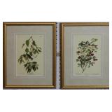 Set of 2 Antique Birds by John J Audubon