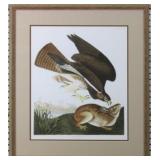 Common Buzzard by John J Audubon