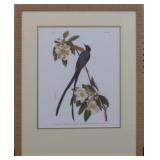 Fork Tailed Flycatcher by John J Audubon