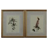 Carolina Wren/ Carolina Titmouse by John J Audubon