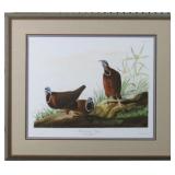 Blue Headed Pigeon by John J. Audubon