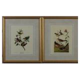 Chestnut Colored Finch/ Painted Finch
