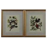 Zenaid A Dove/ Band Tailed Pigeon John J. Audubon