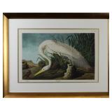 White Heron by John J Audubon