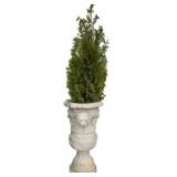Concrete Planter w/ shrub - 37 x 20