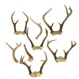 Assorted Antlers